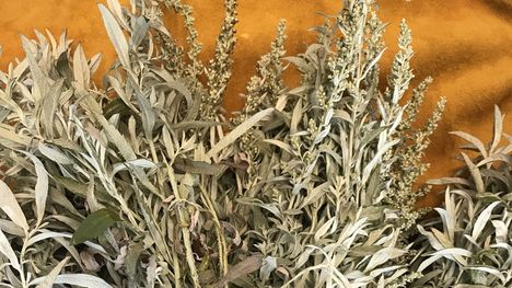 Harvested sage available for local women’s centres and community organizations