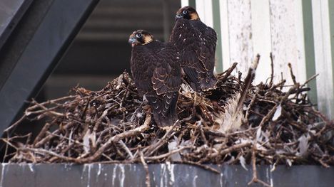 Drones deployed for bird diverter project