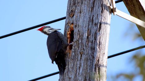 Pileated woodpeckers added to protected species, may be nesting in our poles