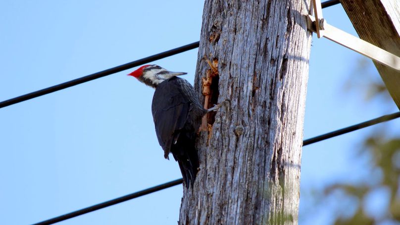 Pileated Woodpecker perched on a wooden power pole in front of a hole they have created in order to find food