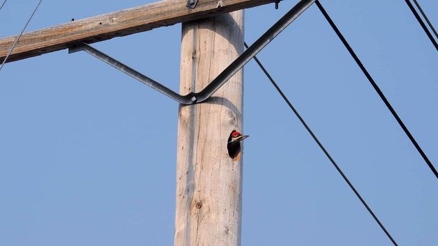 A Pileated Woodpecker sticks its head out of a hole made in a wooden power pole, just below the crossarm and wires.