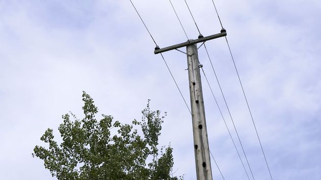 A wooden power pole, out in a rural area, with six holes staggered up and down the pole.