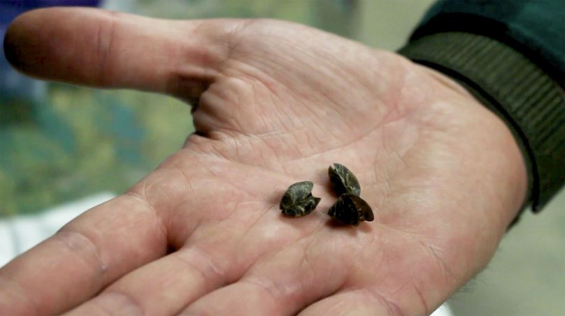 Trois moules zébrées se tiennent dans la paume d’une main.