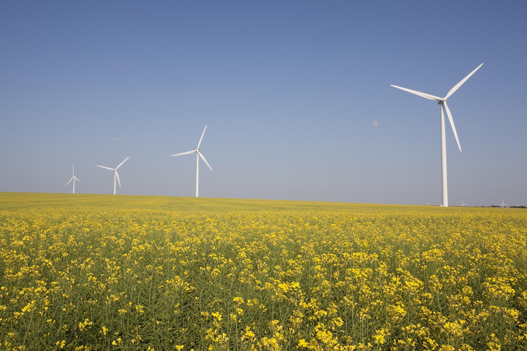 A golden farm field with several large wind turbines standing above with a partly cloudy sky in the background.